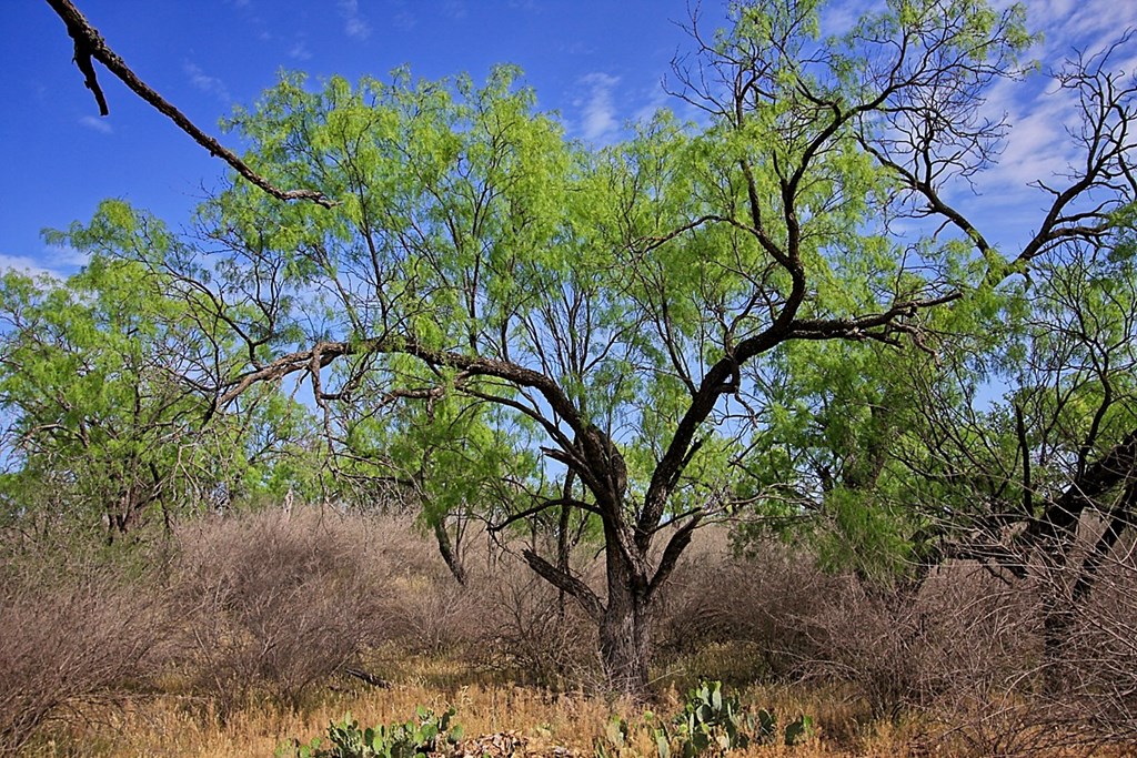 Land, Coleman, Texas image 22