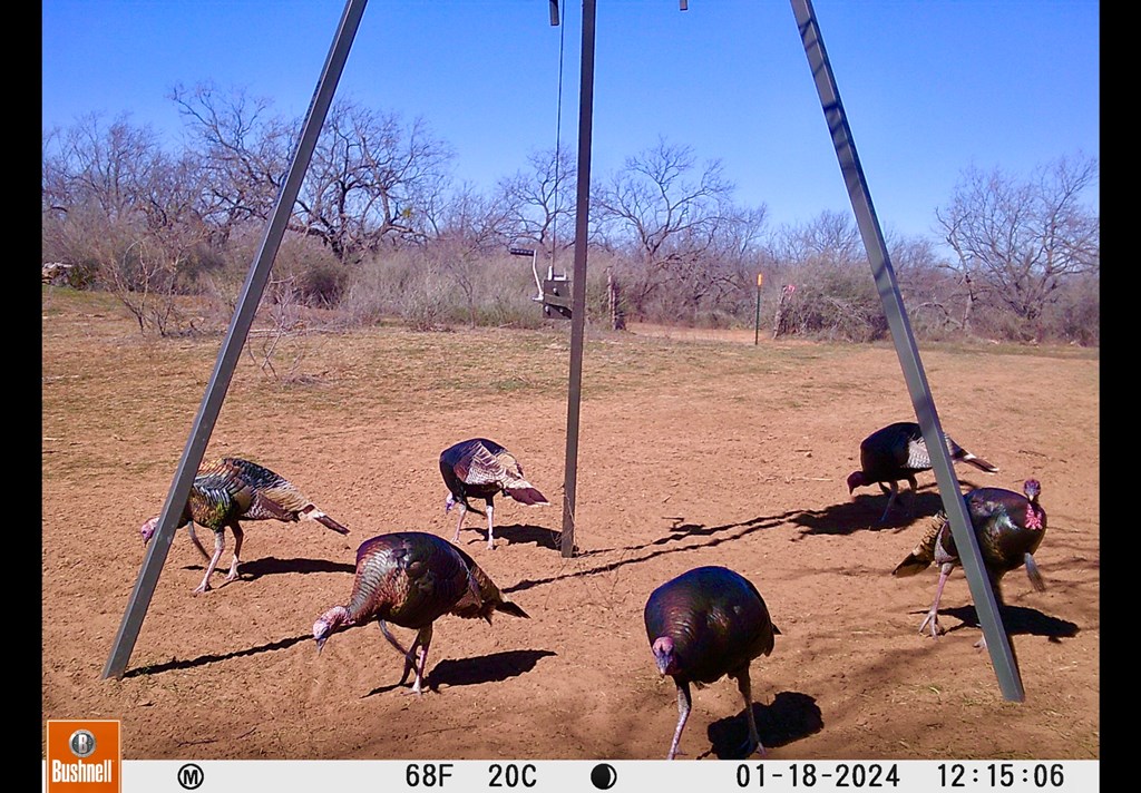 Land, Coleman, Texas image 32