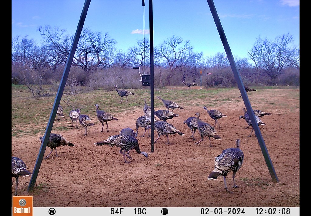 Land, Coleman, Texas image 33