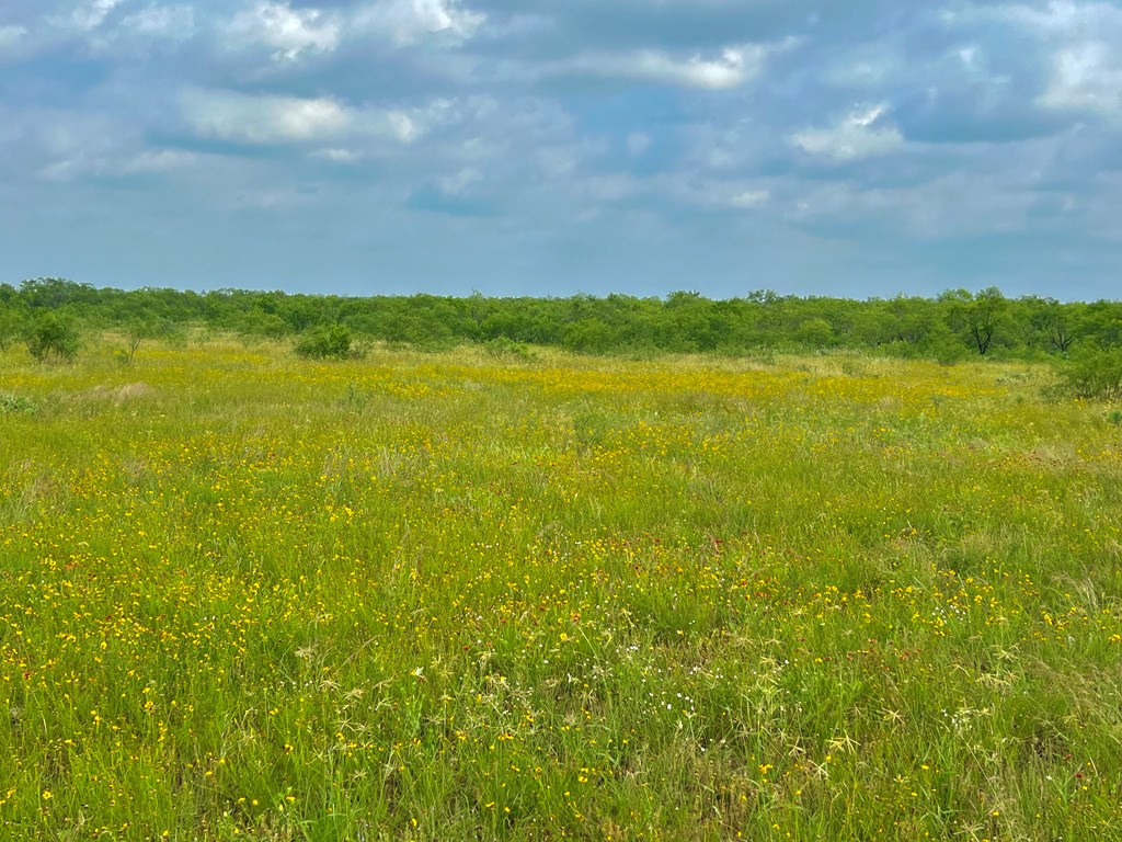 Land, Coleman, Texas image 25