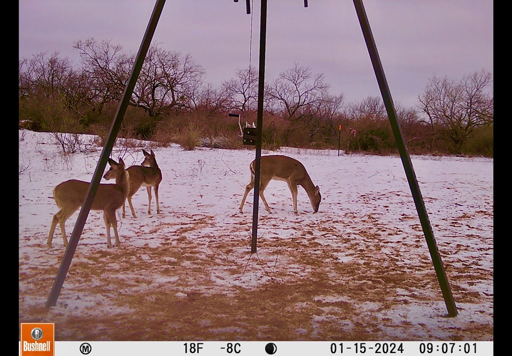 Land, Coleman, Texas image 30