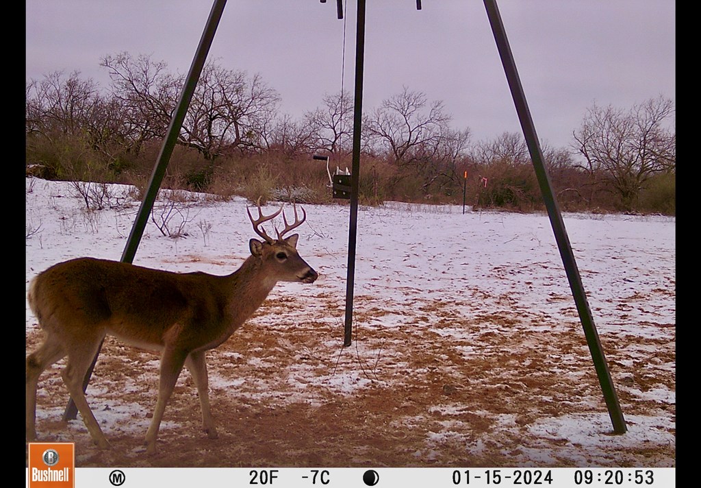 Land, Coleman, Texas image 31