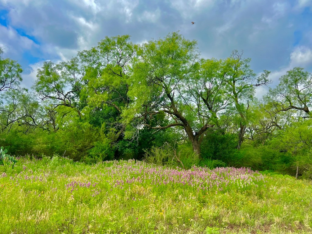 Land, Coleman, Texas image 23