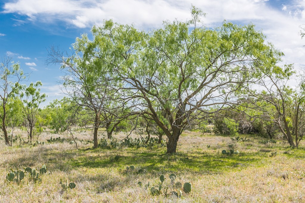 1940 Other, Robert Lee, Texas image 43