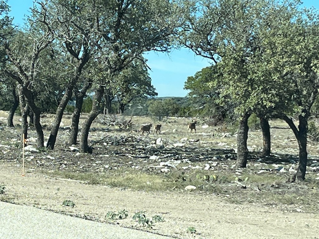 N/A Seven Springs #65, Junction, Texas image 6