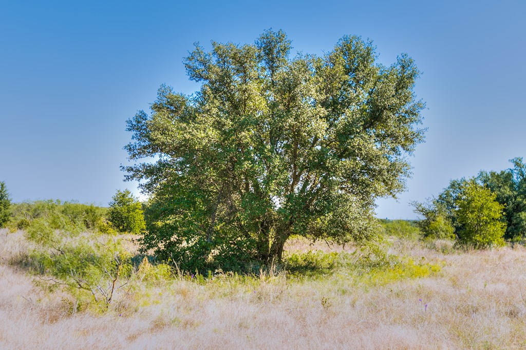 Hwy 84 #32 ACRES, Coleman, Texas image 9