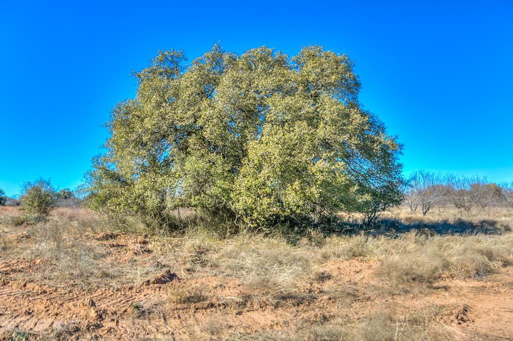 Hwy 84 #32 ACRES, Coleman, Texas image 11