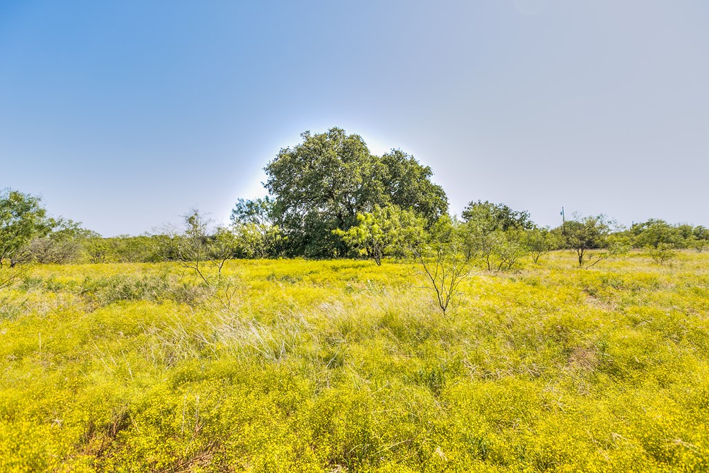 Hwy 84 #32 ACRES, Coleman, Texas image 11