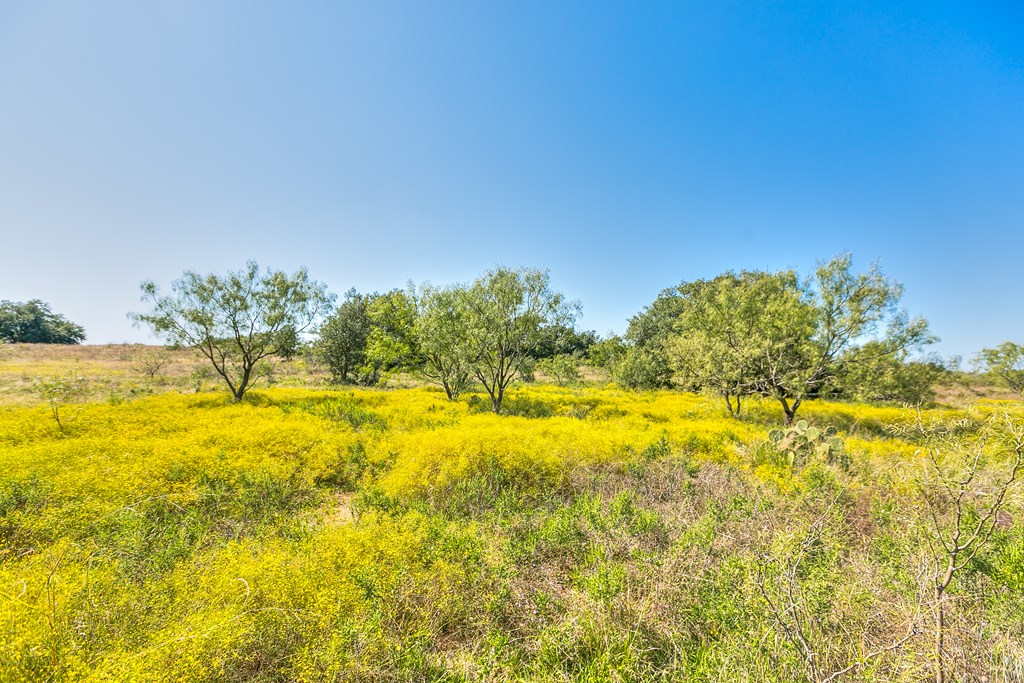 Hwy 84 #32 ACRES, Coleman, Texas image 12