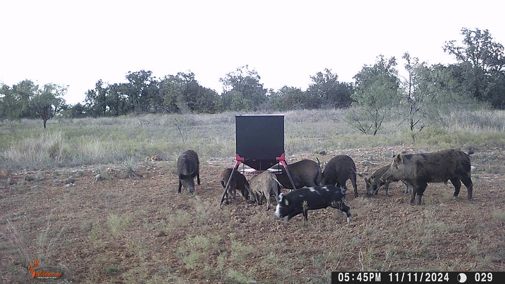 Hwy 84 #32 ACRES, Coleman, Texas image 20