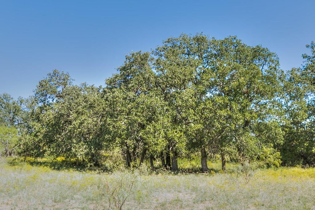 Hwy 84 #32 ACRES, Coleman, Texas image 1