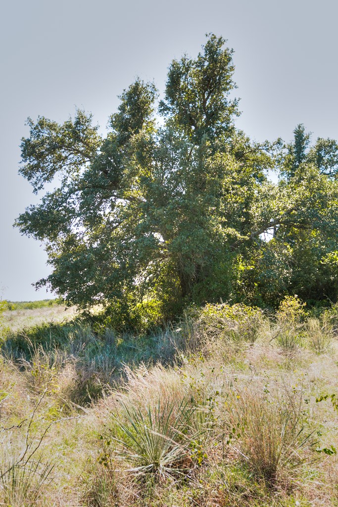 Hwy 84 #32 ACRES, Coleman, Texas image 10