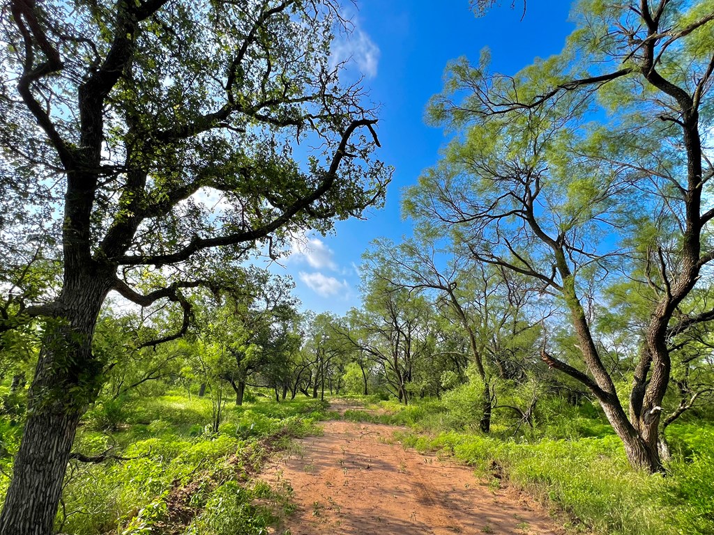 Land, Coleman, Texas image 14