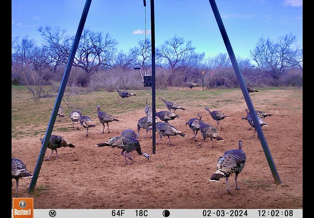 Land, Coleman, Texas image 26