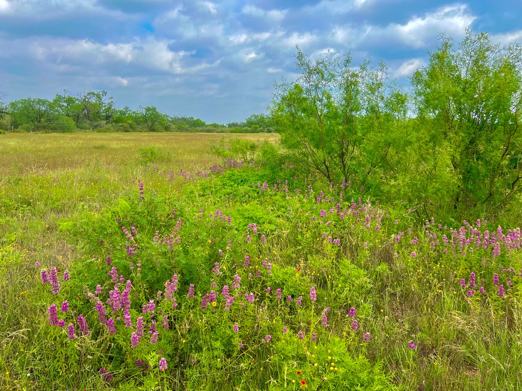 Land, Coleman, Texas image 15