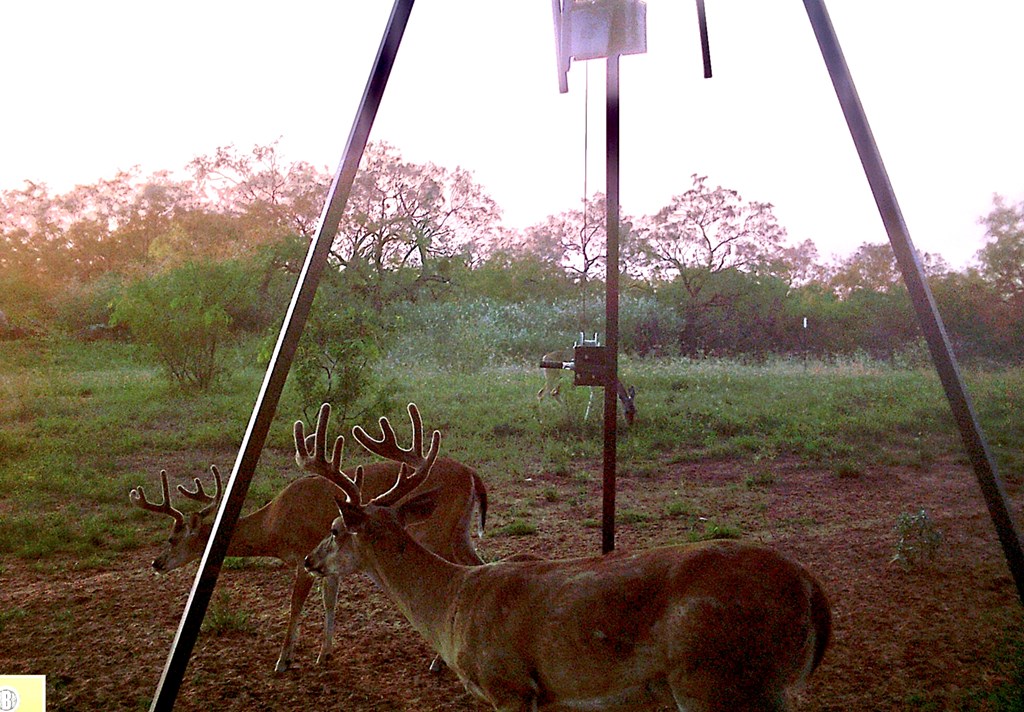 Land, Coleman, Texas image 28