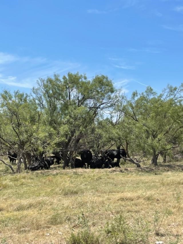 N/A Wall, Wall, Texas image 6