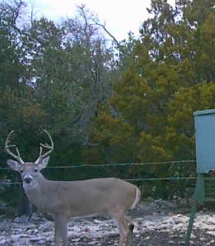 1019 Whitetail Trl #11, Eldorado, Texas image 15