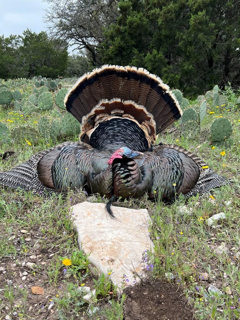 1019 Whitetail Trl #11, Eldorado, Texas image 10