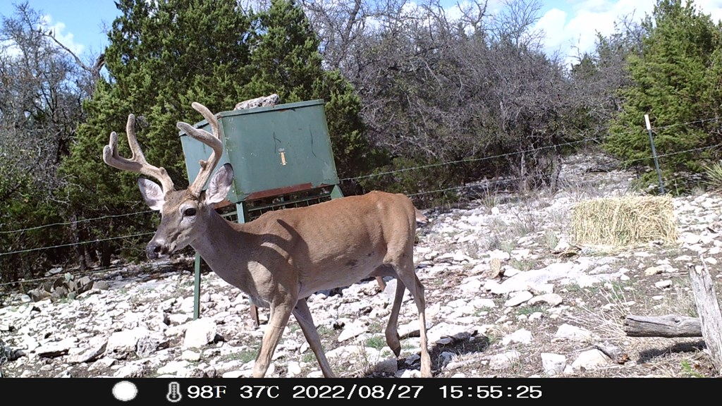 1019 Whitetail Trl #11, Eldorado, Texas image 16