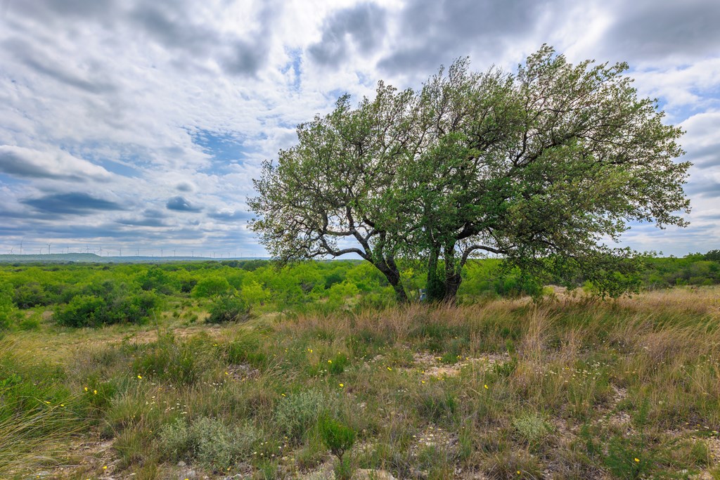 Land, Lohn, Texas image 10