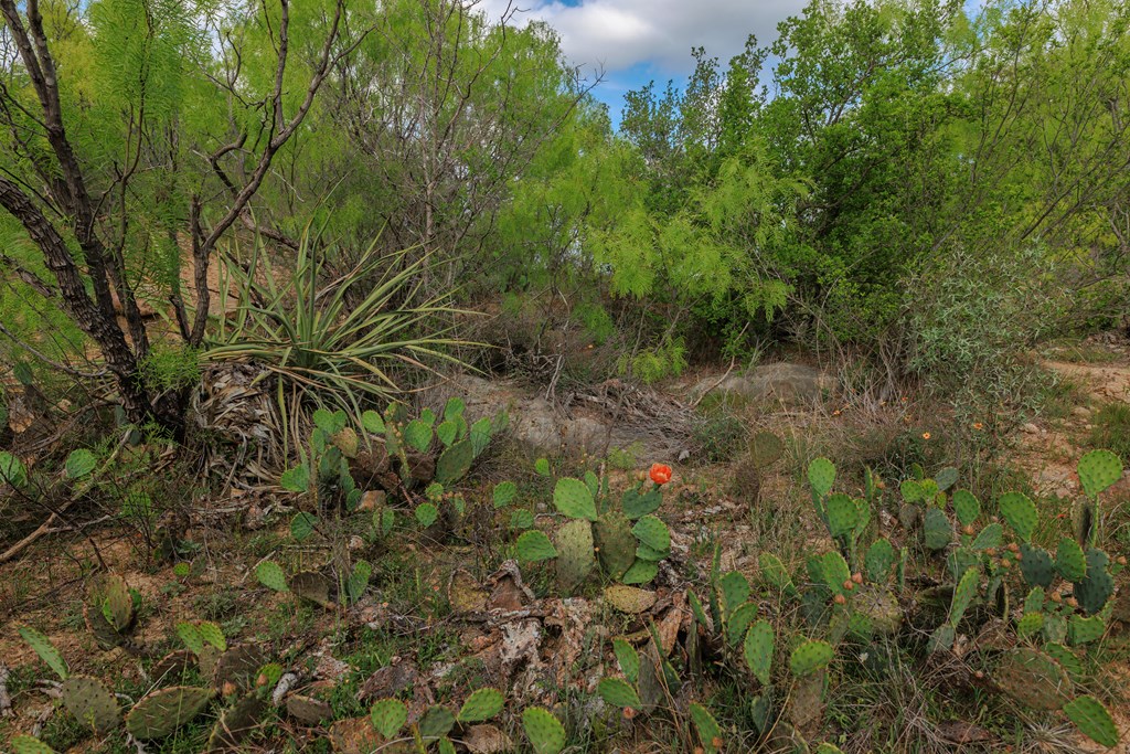 Land, Lohn, Texas image 23