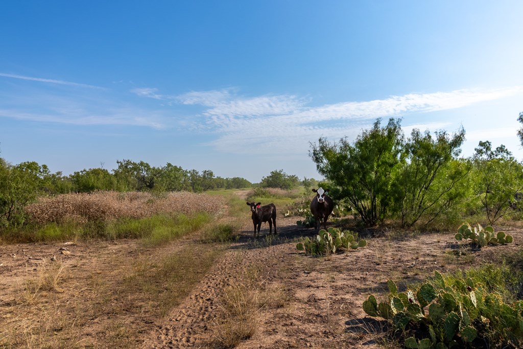 2280 County Rd 4606, Millersview, Texas image 16