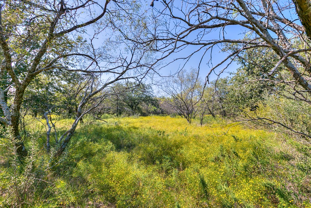 County Rd 478 #85 ACRES, Coleman, Texas image 10