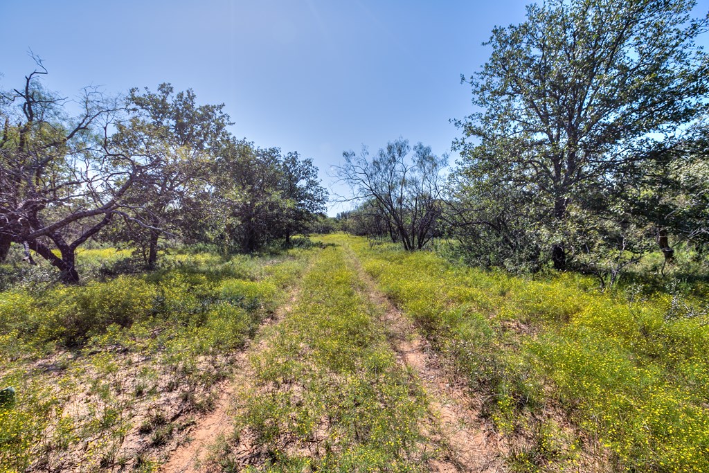 County Rd 478 #85 ACRES, Coleman, Texas image 9