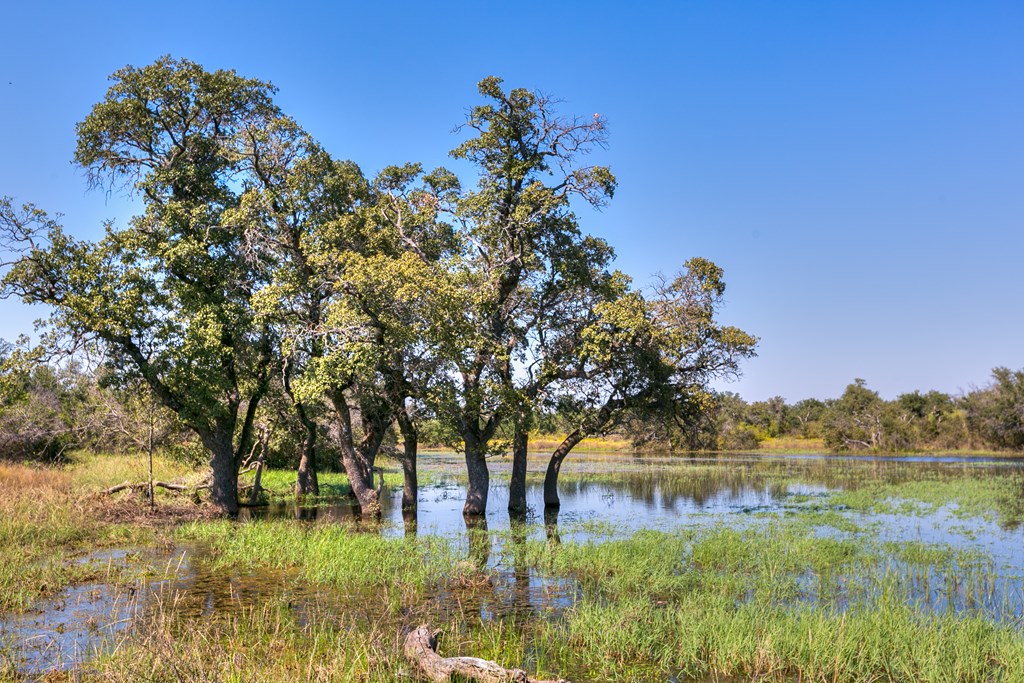 County Rd 478 #85 ACRES, Coleman, Texas image 8