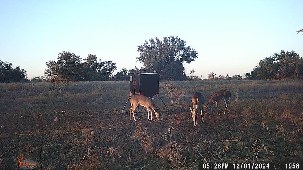 County Rd 478 #85 ACRES, Coleman, Texas image 15