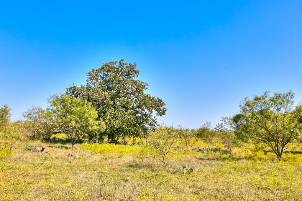 County Rd 478 #85 ACRES, Coleman, Texas image 3