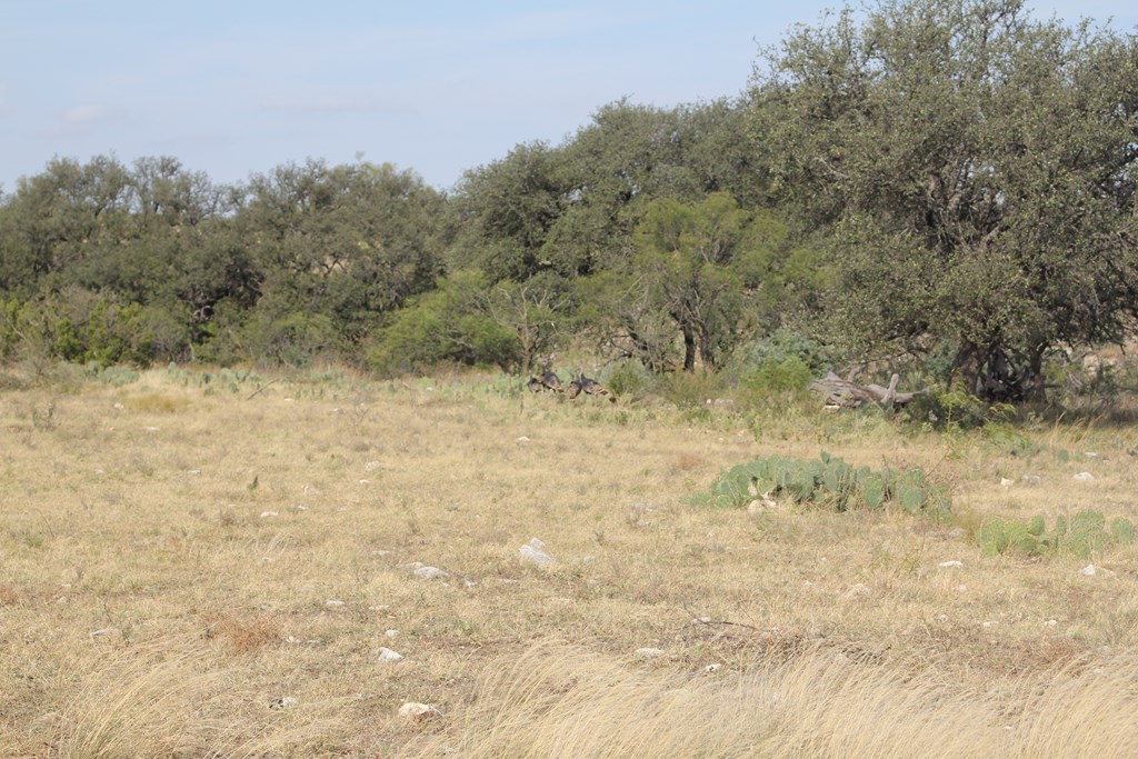 12565 County Road 2246, Eden, Texas image 34