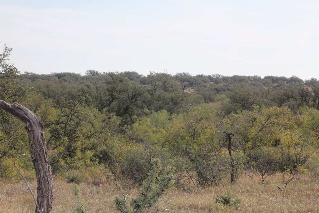 12565 County Road 2246, Eden, Texas image 29