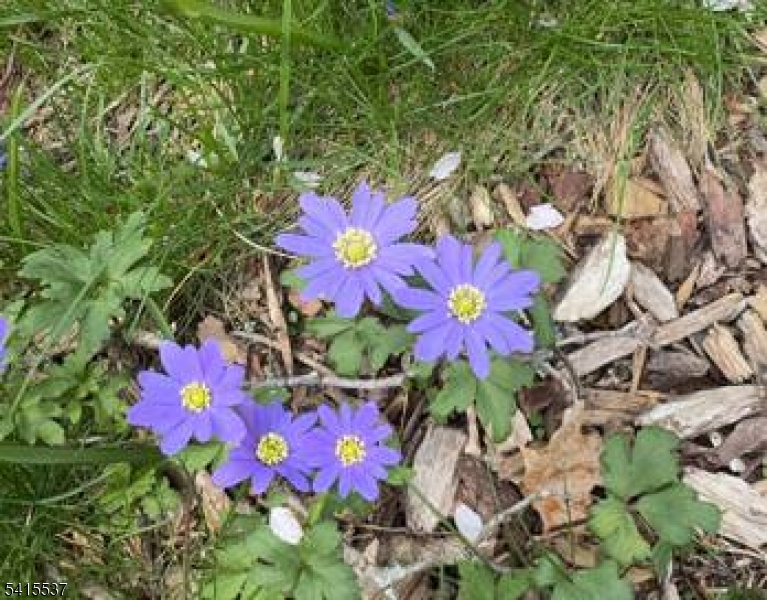 Diamond Hill - Residential