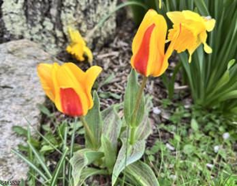 Diamond Hill - Residential