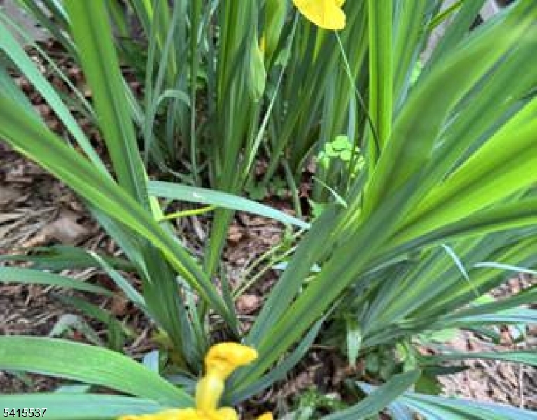 Diamond Hill - Residential