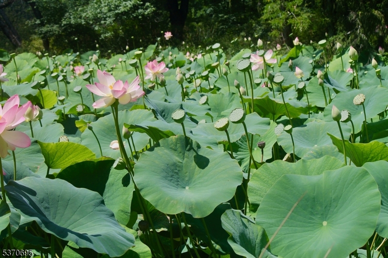 Stanton - Residential