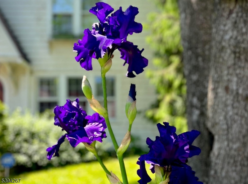 Gregory - Residential