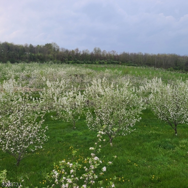 Organic Apple Orchard - Residential