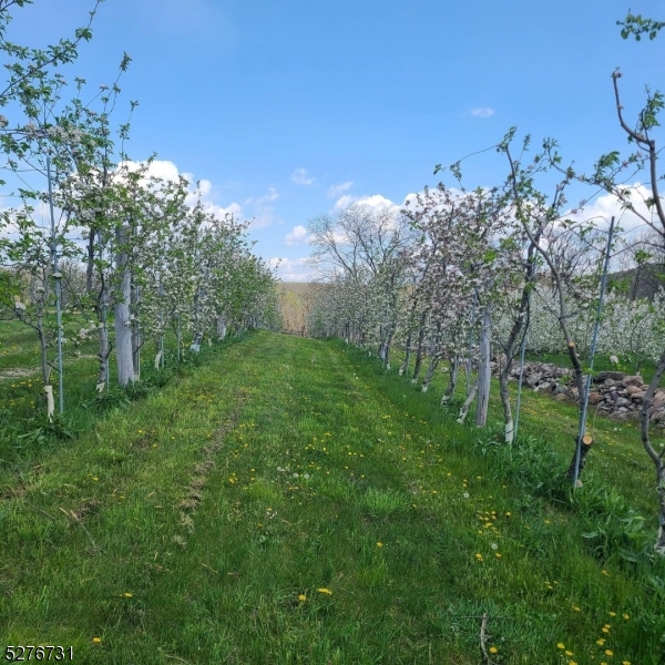 Organic Apple Orchard - Residential