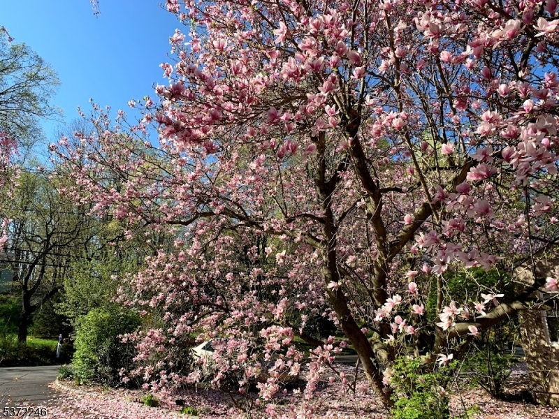 NOT IN A FLOOD ZONE - Residential