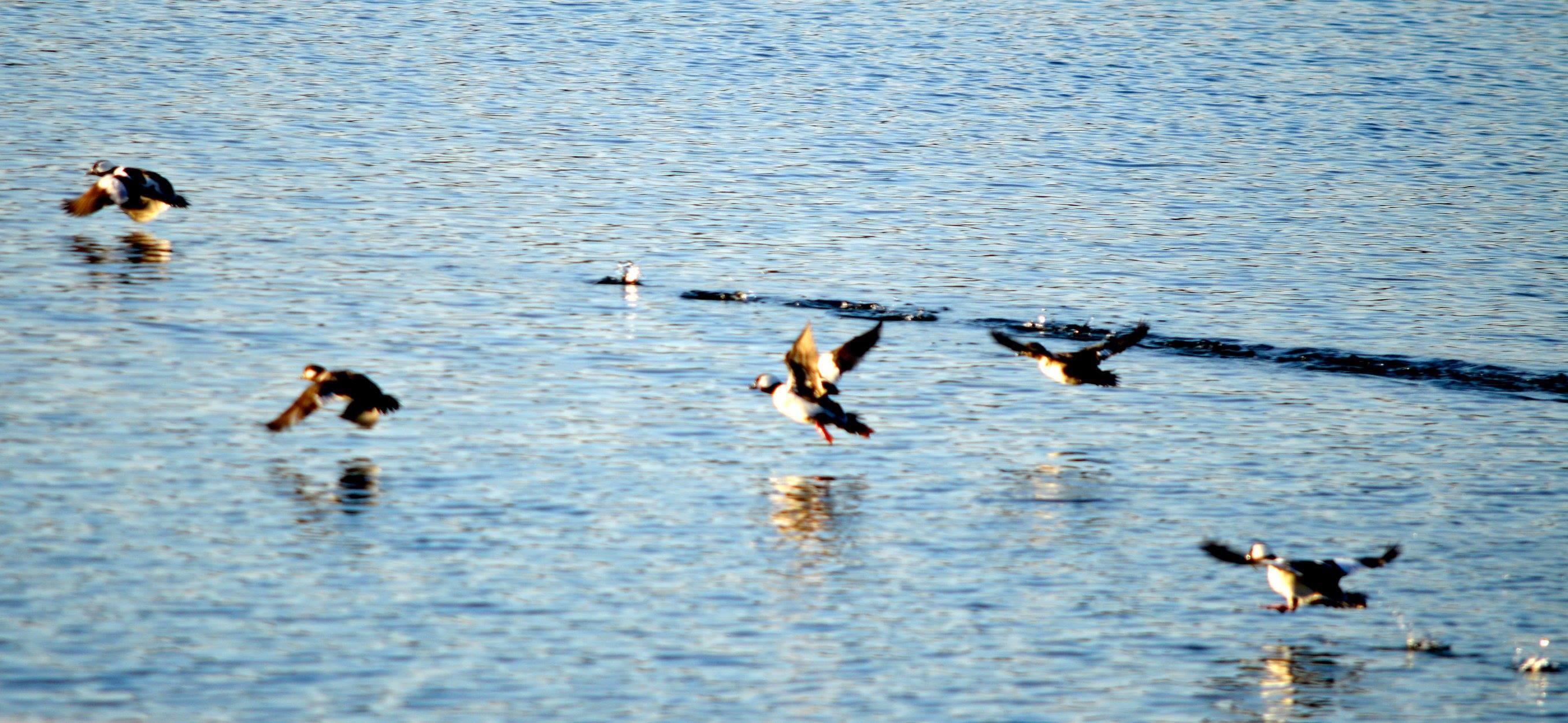 Augusta, Michigan 49012, United States, 3 Bedrooms Bedrooms, ,2 BathroomsBathrooms,Residential,Active,136413