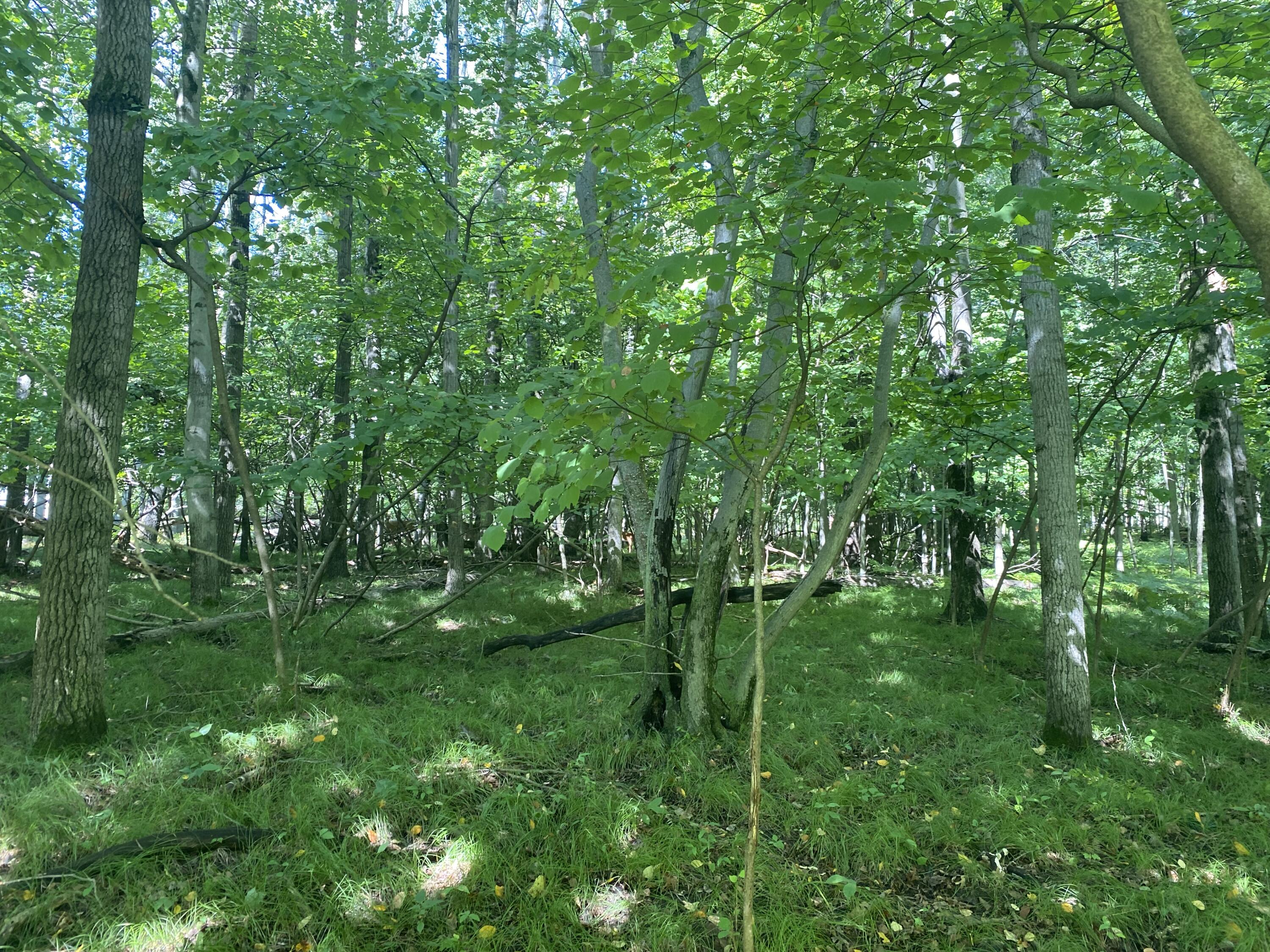 12100 Belle Isle Drive