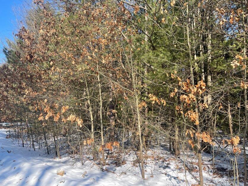 9098 Forest Pines Drive