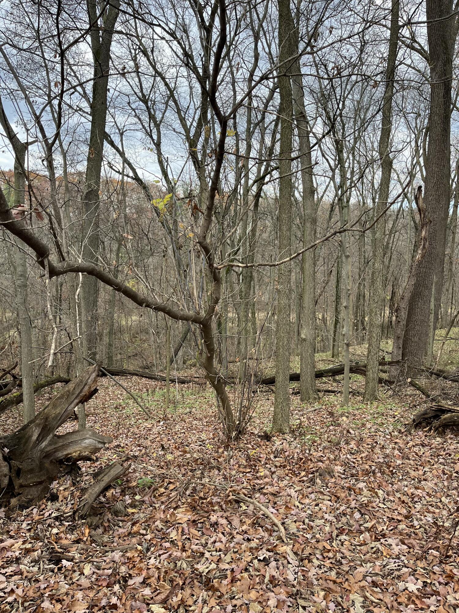 Allegan, Michigan 49010, United States, ,Land,Active,37349