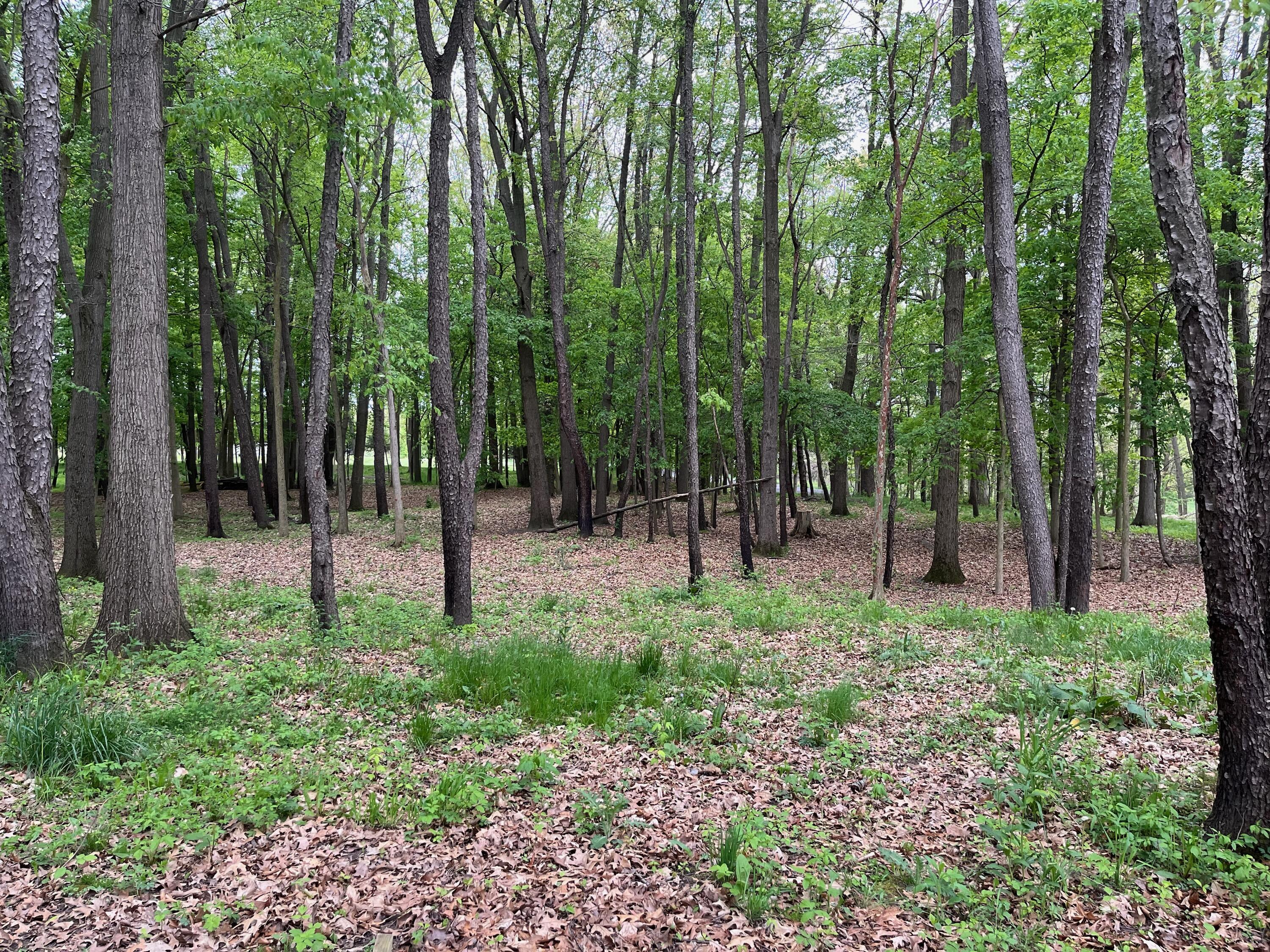 View Morrice, MI 48857 land