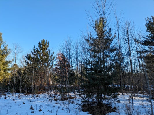 6 JUSSI STREET, KALEVA, MI 49645 - Image 3c6a32b4d76fbd2e02de973b1d5b4d30/1158079300