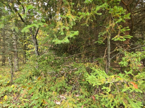 Photo for Maresch Road