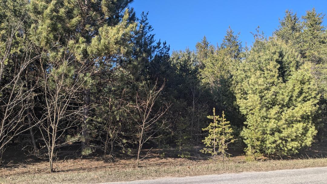 Wooded Flat Lot